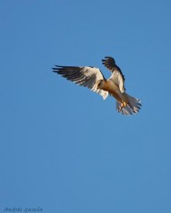 (c) A. Garc�a. Halconcito colorado . <p>Ejemplar manteni&eacute;ndose suspendido en el aire ("halconeando")</p><br>