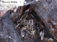 (c) Manuel Godoy. En la costa Occidentel del lago Nahuel Huapi. 