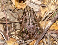 (c) M. Godoy. Rana de cuatro ojos. <p>Brazo Machete, Parque Nacional Nahuel Huapi</p>