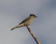 (c) Hector Ball. Tuquito Gris en PN Talampaya. 