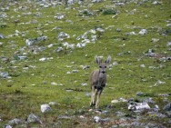 (c) Fernando Falke. . 