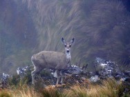 (c) Fernando Falke. . 