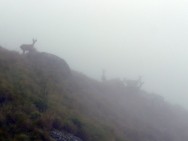 (c) Fernando Falke. . 