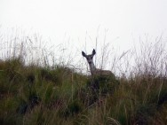 (c) Fernando Falke. . 