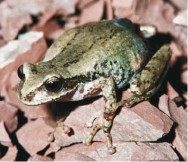 (c) Marcos Vaira. Rana Marsupial, hembra con cra en marsupio. <p>Abra Colorada, Valle Grande. Localidad en zona de amortiguamiento de PN Calilegua.</p><p>En: Vaira, M., Ferrari, L. & M.S. Akmentins. 2011. Vocal repertoir of an endangered marsupial frog of Argentina, Gastrotheca christiani (Anura: Hemiphractidae). Herpetology Notes 4: 279-284.</p>