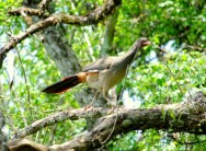 (c) Carmelo Lopez. Charata en el Parque Nacional El Rey. <p>Ortalis canicollis, P.N. El Rey, 24-10-2011 DSC_0682</p>