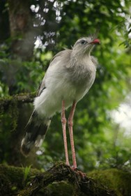 (c) Carmelo Lopez. Chu�a de patas rojas, Parque Nacional El Rey. 