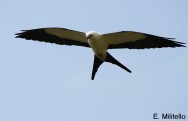 (c) Eduardo Militello. Milano Tijereta (Elanoides forficatus), vista del dise�o ventral.  Reserva Natural Estricta San Antonio. 