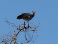 (c) Romina Achilli. Chaj� en PN El Rey. 