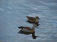 (c) Romina Achilli. Pato de Collar en PN El Rey. 