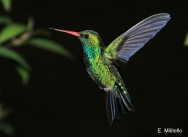 (c) Eduardo Militelo. Picaflor Com�n, Reserva Natural Estricta San Antonio. 