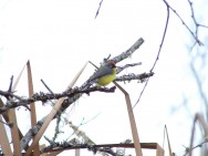 (c) Mariana Saravia. Ara�ero Corona Rojiza en PN El Rey. 