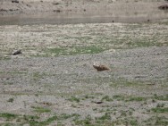 (c) Ana Julia Sandobal. Tuco en el Monumento Natural Laguna de los Pozuelos. 
