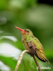 (c) Eduardo Militelo. Picaflor Bronceado, Reserva Natural Estricta San Antonio. 