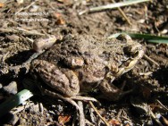 (c) Hern�n Pastore. Rana de cuatro ojos. <p>Parque Nacional Nahuel Huapi</p>