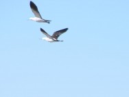 (c) Flavio Nicol�s Moschione. Cait�es en vuelo, Monumento Natural Laguna de los Pozuelos. 