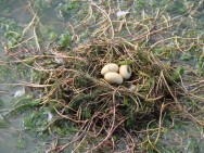 (c) Flavio Nicolas Moschione. Maca Plateado en MN Laguna de los Pozuelos. 																																										