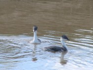 (c) Flavio Nicol�s Moschione. Mac� Plateado en MN Laguna de los Pozuelos. 																												