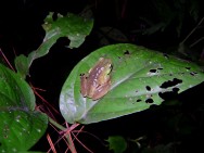 (c) E. Gangenova & A. Guzm�n. Aplastodiscus perviridis. 