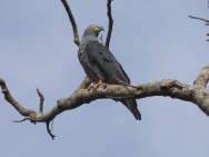 (c) Marcelo Cavicchia. . 