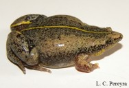 (c) Laura Cecilia Pereyra. Elachistocleis haroi. 