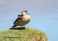 (c) Jorge Mart�n Spinuzza. Pato Crest�n. Lophonetta specularioides alticola. 