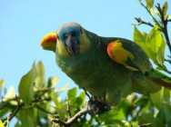 (c) Mat�as Carpinetto. Loro hablador en Reserva Natural Formosa. 