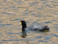 (c) Oscar Spitznagel. Gallareta Andina en El Huancar, Jujuy. 