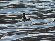 (c) Oscar Spitznagel. Falaropo, MN Laguna de los Pozuelos. 