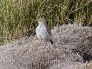 (c) Flavio Moschione. Caminera Pune�a, SR Lagunas de Vilama, Jujuy. 