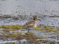 (c) Flavio Moschione . Playerito Pectoral en MN Lagun Los Pozuelos, Jujuy . 