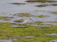 (c) Flavio Moschione . Playerito Zancudo en MN Laguna Los Pozuelos, jujuy . 