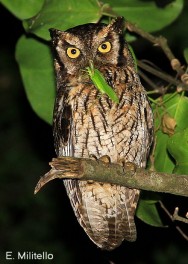 (c) E. Militello. Alicuco Com�n en Reserva Natural Estricta San Antonio. <p>Foto tomada el 11/08/2004 en el Parque Nacional Mburucuyá.</p>