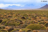 (c) Eduardo Militelo. Plantas globosas, con cenizas del Volcn Hudson. 