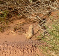 (c) Julio Monguillot. Gallito Arena. 
