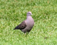 (c) Julio Monguillot. Paloma ala manchada. 