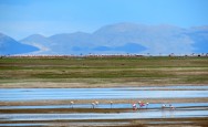 (c) Julio Monguillot. Flamencos en la Laguna de los Pozuelos. 														