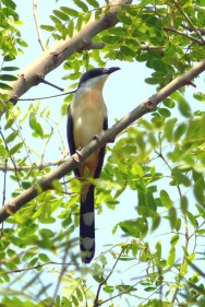 (c) Julio Monguillot. . 