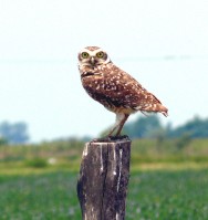 (c) Julio Monguillot. . 