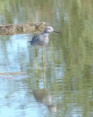 (c) Julio Monguillot. . 