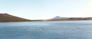 (c) Eduardo Ramilo. Cisnes de cuello negro en la Laguna Blanca. Ao 1994. 