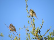 (c) Eduardo Ramilo. Pareja de Cortarramas, Merlo, San  Luis. 