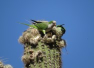 (c) Eduardo Ramilo. Cotorra monje en San Luis. 
