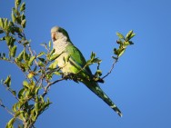 (c) Eduardo Ramilo. Cotorra monje en San Luis. 