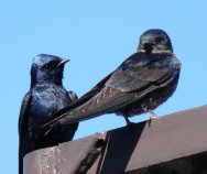 (c) Daniel Paz Barreto. Golondrina Negra en PN Laguna Blanca. 