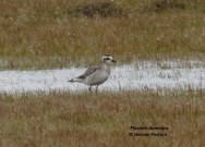 (c) Hern�n Pastore. Chorlo pampa. 