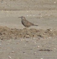 (c) Mariano Moroni. Bandurrita Com�n en PN Los Glaciares. 