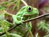 (c) Mat�as Carpinetto. Rana mono en el PN R�o Pilcomayo. 