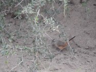 (c) Tom�s Aguirre Vall�s. Canastero Chaque�o en Parque Provincial Chancan�. <p>www.ecoregistros.org</p>