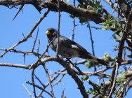 (c) Tom�s Aguirre Vall�s. Piquito de Oro Com�n en Parque Nacional Lihu� Calel. <p>www.ecoregistros.org</p>